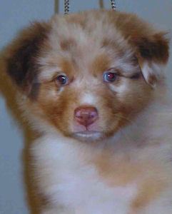 Red Merle male #3, headshot.
